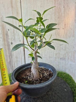 Ficus Australis Rubiginosa Ref Terrina 302