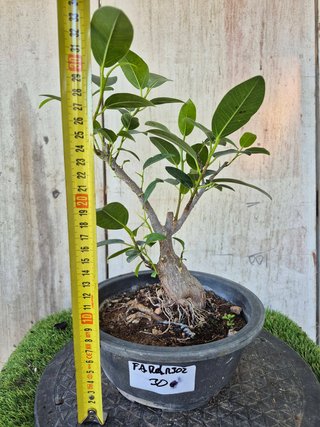 Ficus Australis Rubiginosa Ref Terrina 302
