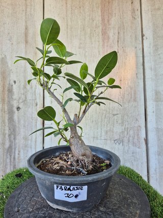 Ficus Australis Rubiginosa Ref Terrina 302