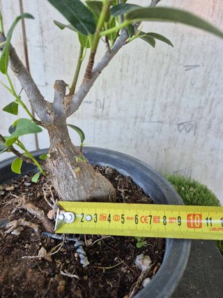 Ficus Australis Rubiginosa Ref Terrina 302