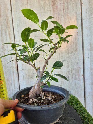 Ficus Australis Rubiginosa Ref Terrina 302