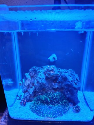 Acuario Marino con Roca Decorativa