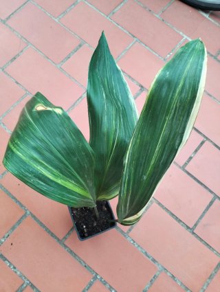 Aspidistra variegada planta