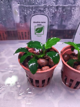 Anubia Nana Mini