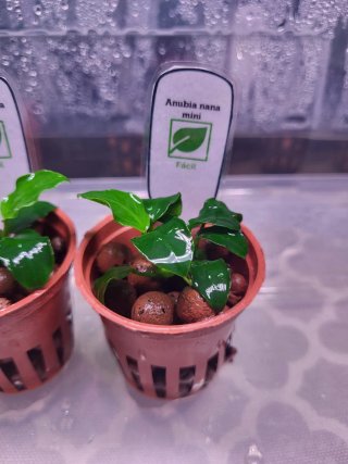 Anubia Nana Mini