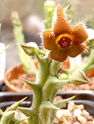 Orbea Cupido