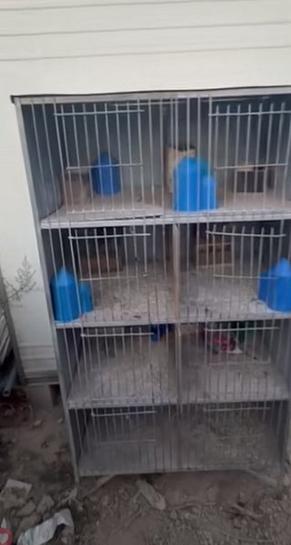 Pelecheros para palomos