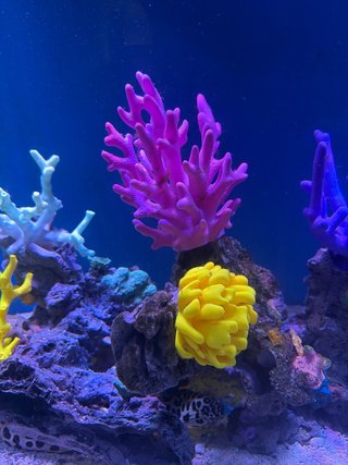 Corales Artificiales para Acuario