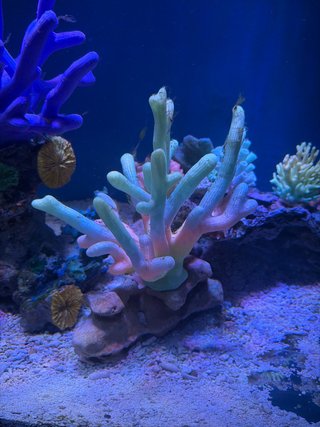 Corales Artificiales para Acuario