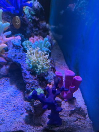 Corales Artificiales para Acuario