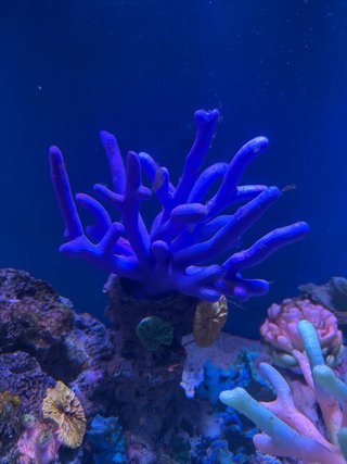 Corales Artificiales para Acuario