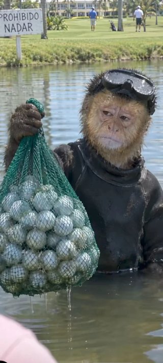 Bolas de golf usadas