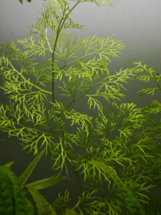 Plantas para Acuario