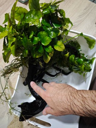 Plantas para Acuario