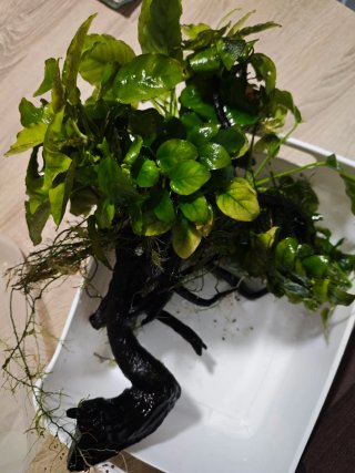 Plantas para Acuario