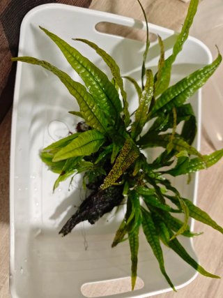 Plantas para Acuario