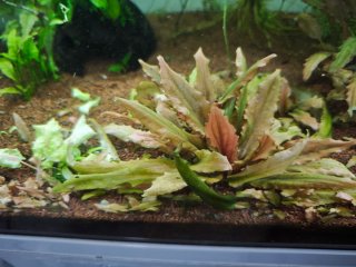 Plantas para Acuario
