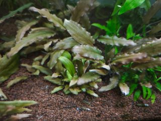 Plantas para Acuario