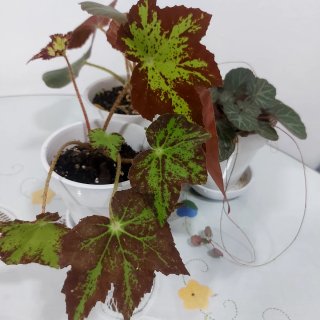 3 begonias