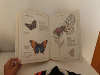 Inventari il-lustrat dels insectes