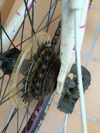 Bicicleta Focus Donna