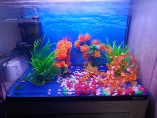 Terrario/pecera 60L
