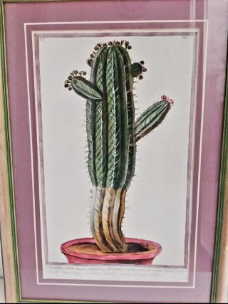 Lámina vintage con cactus en maceta.
