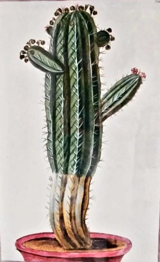 Lámina vintage con cactus en maceta.