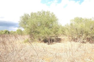 Solar en venta en Campos