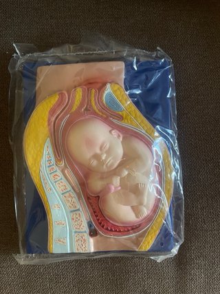 Set di 4 riproduzioni anatomiche