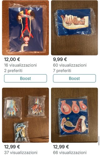 Set di 4 riproduzioni anatomiche