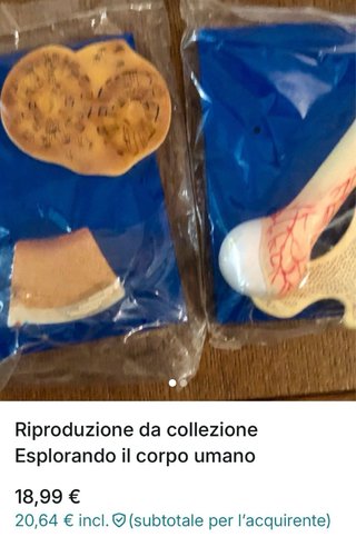 Set di 4 riproduzioni anatomiche