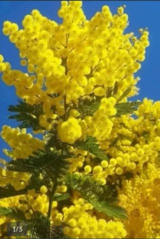 Semillas Acacia/Mimosa Lluvia de Oro