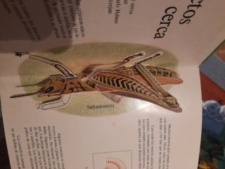 Libro infantil: Los insectos vistos de cerca