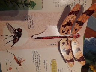 Libro infantil: Los insectos vistos de cerca