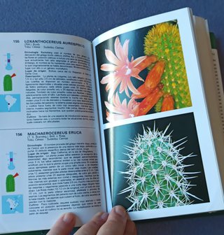 Cactus - Guias de La Naturaleza (Spanish Edition)