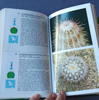 Cactus - Guias de La Naturaleza (Spanish Edition)