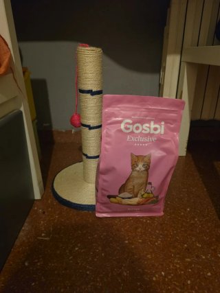 Pack de accesorios para gatitos