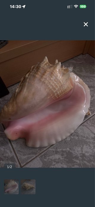 Caracola Reina del Caribe