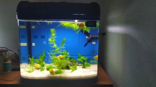 Acuario con Tapa completo