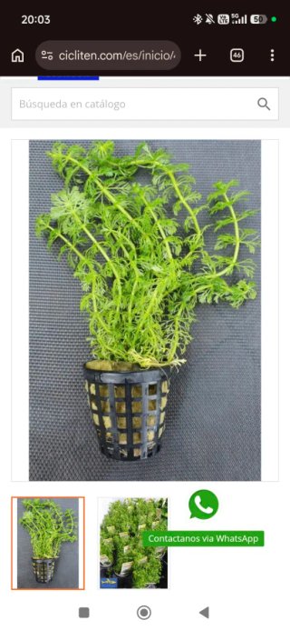 Plantas acuaticas