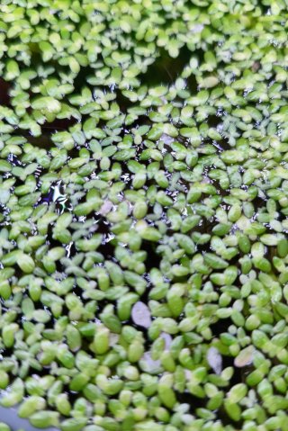 Plantas acuaticas