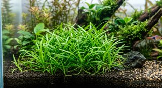Plantas acuaticas