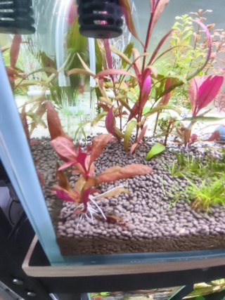 Plantas acuaticas