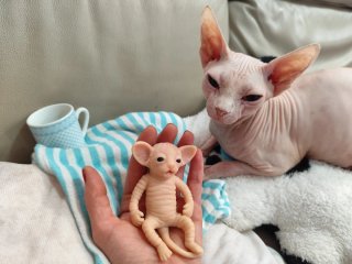 Gatito reborn silicona sphynx