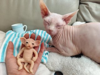 Gatito reborn silicona sphynx
