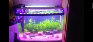 Acuario Panorámico con Iluminación LED