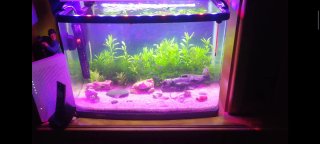 Acuario Panorámico con Iluminación LED