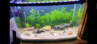 Acuario Panorámico con Iluminación LED
