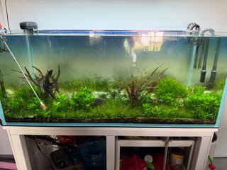 Plantas para acuario